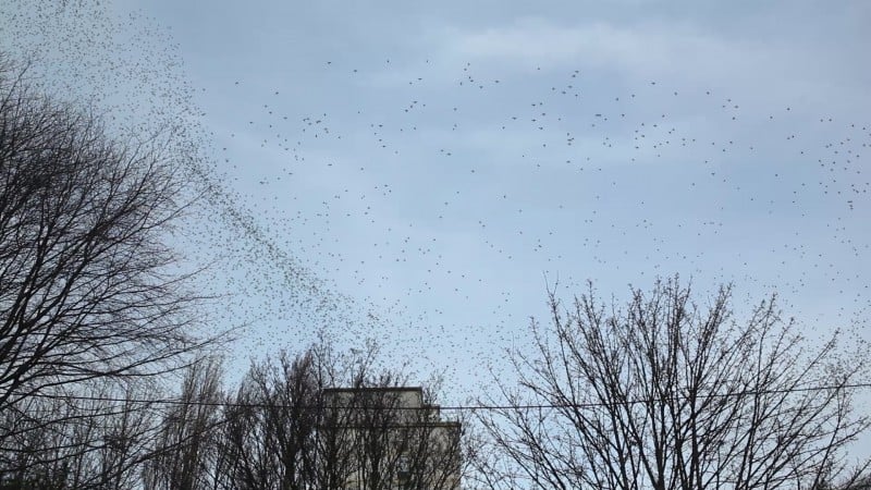 Creating 5,000 3D birds particle simulation for video